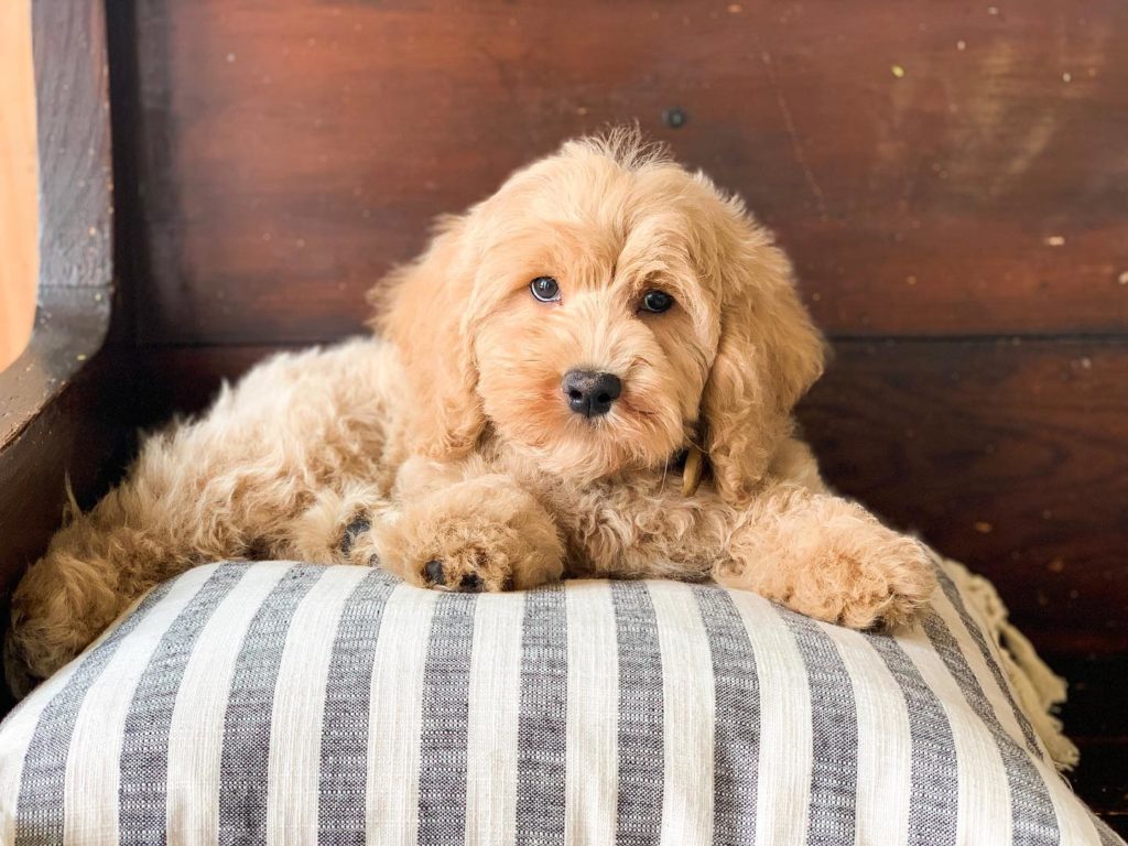 What Do Goldendoodles Fear?
