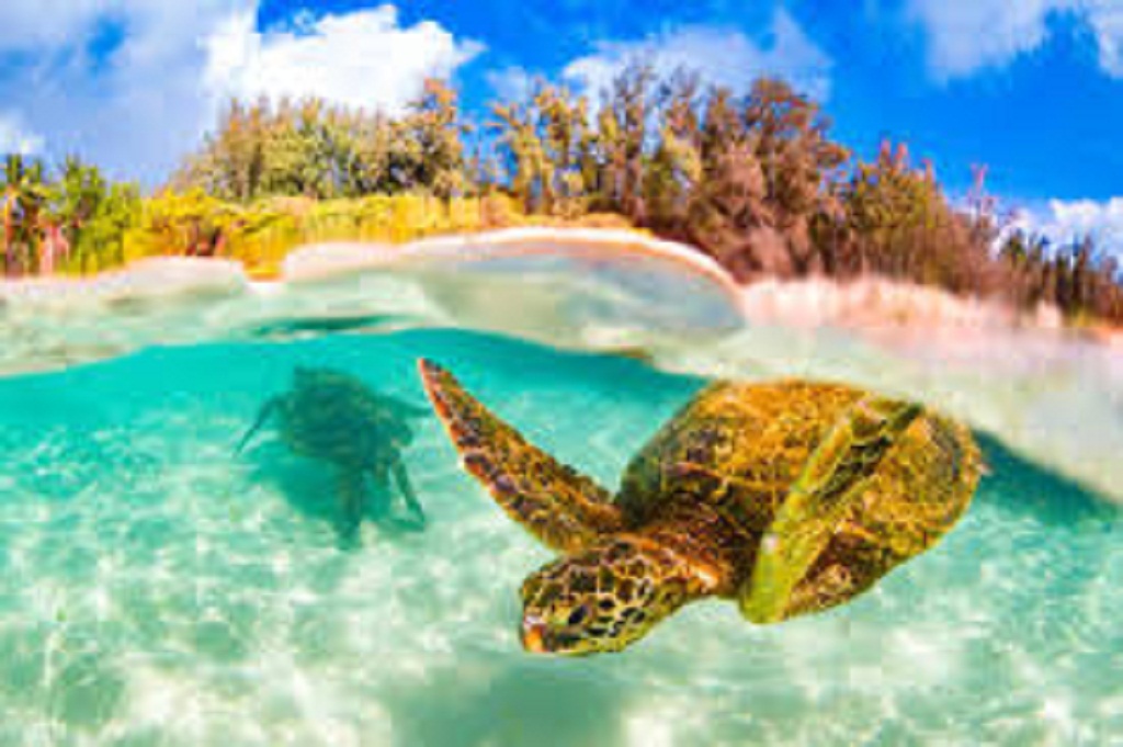 Protecting Turtle Canyon: Responsible Tourism for a Sustainable Future